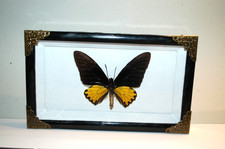 Präparierter Schmetterling im