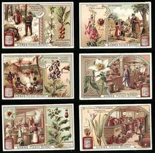 6 Sammelbilder Liebig, Serie