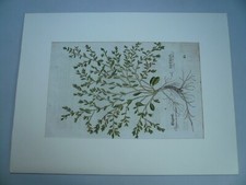 Knöterich, anno 1543, Leonhart Fuchs, altkoloriert Altkoloriert, hinter passepar