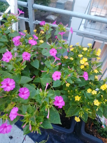 Wunderblume samen aus - dem, jahr