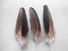3 schwarz-bunte  Pfauenfedern
