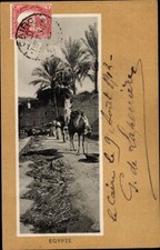 Ak Ägypten, Kamel, Palmen, Straße - 4201987