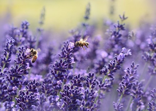 Lavendel pflanzen für - lavendel,