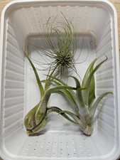 Tillandsia Luftpflanzen Set 3