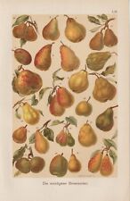 23 Birnensorten Bergamotte Butterbirne Williams Christ CHROMOLITHOGRAPHIE 1900