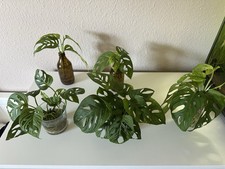 Monstera adansonii | Monkey Leaf | Ableger |