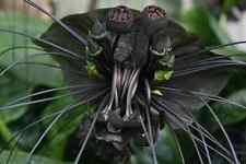 Sale710 Tacca Chantrieri