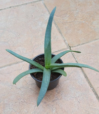 Aloe Vera im 10cm Topf -