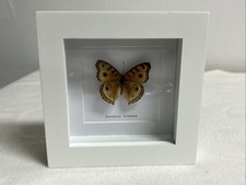 Schmetterling im 3D Bilderrahmen „Junonia almana“ weisser Rahmen, 12x12cm (W020)