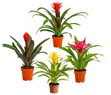 Guzmanie Deseo Guzmania cultivars Zimmerpflanze mit Rosette ab 35-50 cm, Dehner