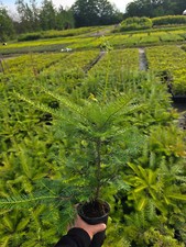 10 Küstentannen Abies grandis 40-60cm im Topf Forstpflanzen Küstentanne