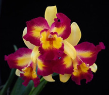 Thailand Duft Orchidee Cattleya Rlc. Shin Shiang Diamond /warm Versand