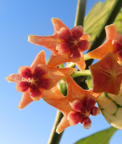 Hoya wachsblume polyneura - hoya,