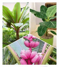 Bananen Pflanzen Kollektion 3