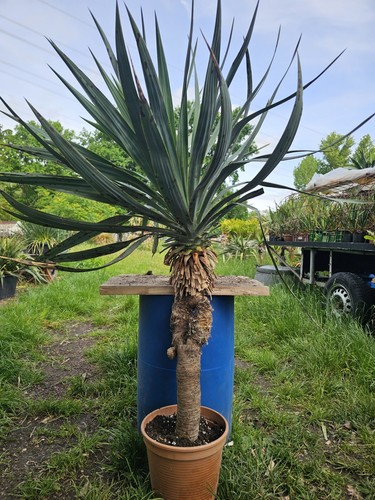 Yucca recurvifolia 130cm - recurvifolia,