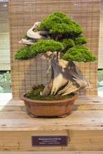 SAMEN Garten Bonsai der Wacholder eine winterharte Bonsai - Japanischer Garten !