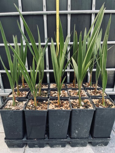 Jubaea chilensis sämlinge - chilensis,