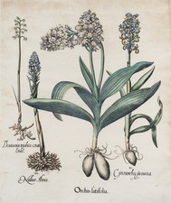 B. BESLER (1561-1629), Knabenkraut. Orchis Latifolia, um 1713, Kupferstich