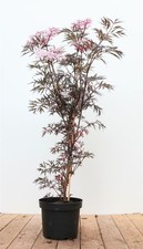 Sambucus nigra 'Black Lace', Schwarzer Holunder, dunkelrot, 60–80 cm