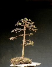 Bonsai outdoor winterhart Lärche, Larix,  H56 B35 D2,5 cm