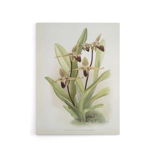 Frederick sander cypripedium - sander,