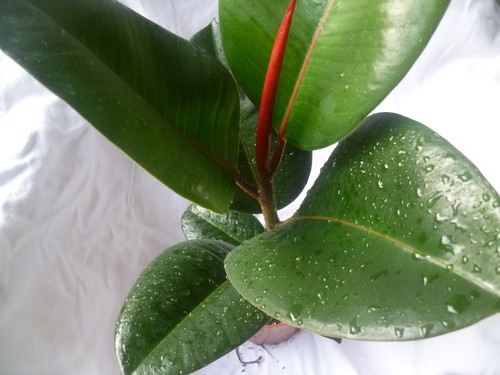 Ficus elastica gummibaum - , elastica,gummibaum