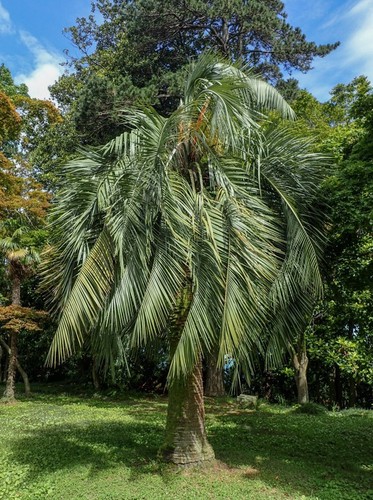Geleepalme butia capitata - -,