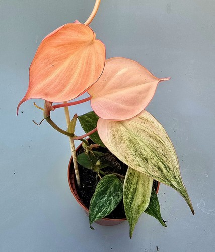 Sehr schöne philodendron - sehr,