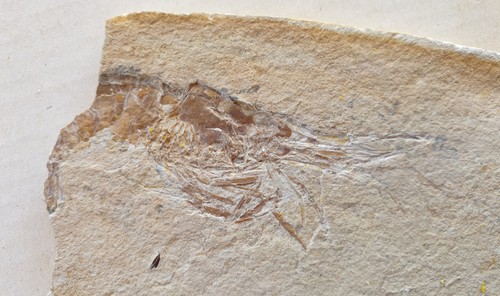 Carpopenaeus krebs - -,