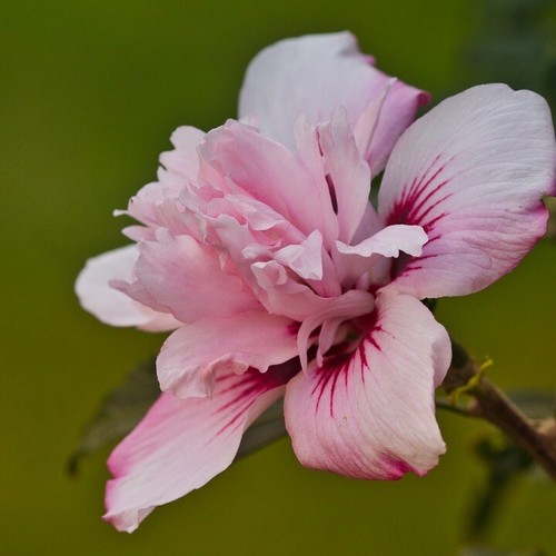 Gartenhibiskus roseneibisch - gartenhibiskus,