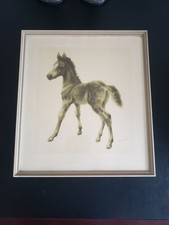Vintage Lithographie Fohlen