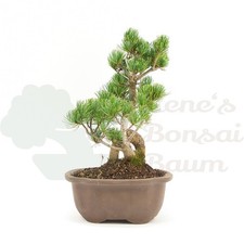 BONSAI Mädchenkiefer 'Pinus parviflora' Winterhart & Pflegeleicht, Traditionell