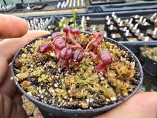 Darlingtonia californica