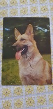 AK Hund Schäferhund (?) Postkarte, Made in Germany, Paul Zoecke Berlin 