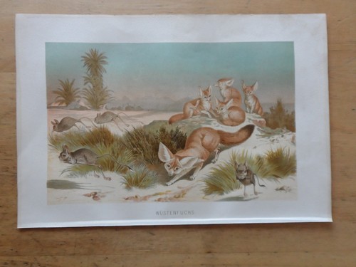 Orig chromolithographie - orig.(1892),