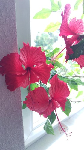 2pcs hibiscus rosa sinenis - rosa,