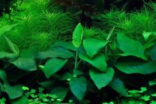 Aquarium Pflanze Anubias barteri nana Tropica Nr.101 TC in Vitro 1-2 Grow