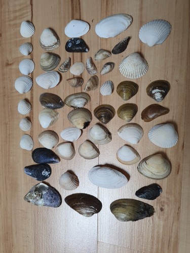 Muscheln gemixt - 50,