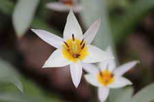 Mix Stück weiße Wildtulpe