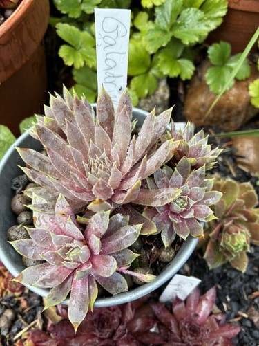Sempervivum galadriel herr - sempervivum,