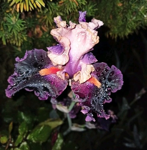 Hohe iris naples johnson 2000 - naples,