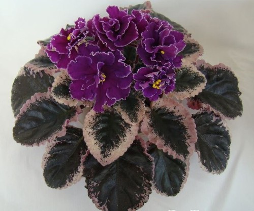 Jan talisman jungpflanze - ,