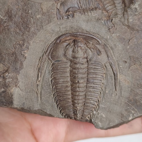 Trilobitenfossil redlichia - trilobitenfossil,