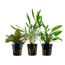 Cryptocoryne Set mit 3 Pflanzen Aquariumpflanzen Wasserpflanzen AquaOne Set 238