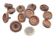 Roteiche Kappen , XXL 25 Stück , zum basteln, dekorieren   Ø 23- 27 mm