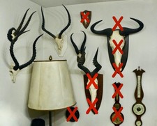 Trophäe Sammlung Geweih