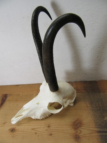Kapitale gams gamsgeiss - gams, gämse