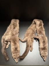 Frettchen Marder Nerz Wiesel