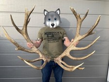 Abwurfstangen 10,5kg 26Ender Hirschgeweih Kapital Hirsch Antlers Deer Geweih