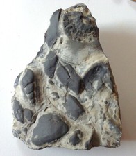 Schöner verst. Meeresgrund  Ceratit , Schnecke Trias MO ( W948) TOP - Aukt. ?